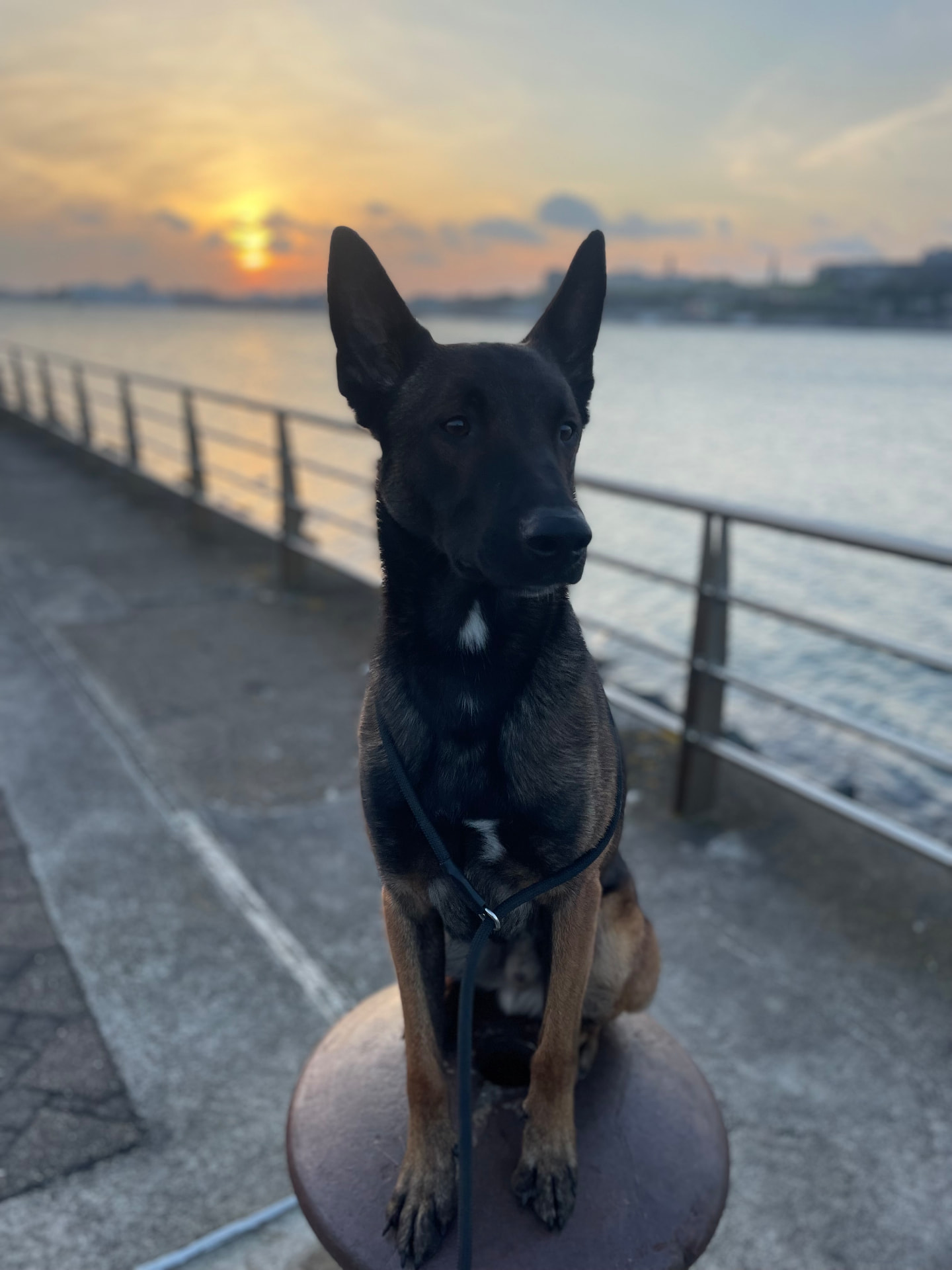 A Belgian Malinois sitting attentively on a lead by the waterfront at sunset
